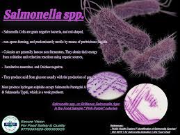 Enterica is the type species and is further divided into six subspecies that include over 2. Food Secure Vision Salmonella Spp Some Characteristic Appearance Of Salmonella Spp Colonies Secure Vision For Food Safety Quality 0775353525 065353525 Facebook