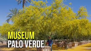Desert museum palo verde parkinsonia x 'desert museum' this hybrid tree has three parents, parkinsonia microphyllum, parkinsonia floridum, and parkinsonia aculeata. Museum Palo Verde Youtube