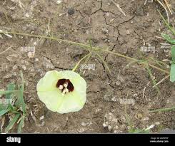 Image result for Merremia palmata