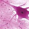 In addition, the contractile state of smooth muscle is controlled by hormones, autocrine/paracrine agents, and other local chemical signals. Https Encrypted Tbn0 Gstatic Com Images Q Tbn And9gctc9j36zes69u0snietl Eddtniidolr Sctcckhn1ugb2benru Usqp Cau