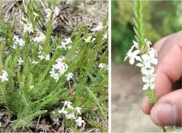 Image result for Struthiola