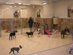 Pet Chauffeur Blog Dog Daycare Dog Boarding Kennels Pet Daycare