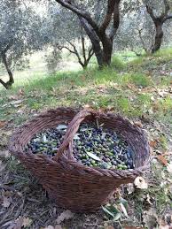 Amusing Olive Harvesting Today Olive Harvest Olive Tree Care Olive Oil Brands