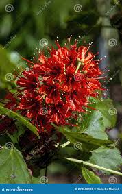 Image result for Greyia