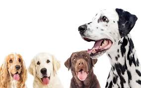 Feel free to browse hundreds of active classified puppy for sale listings, from dog breeders in pa and the surrounding areas. Types Of Dalmatian Mix Dogs Includes Goldmatian Dalcorgi Bassamatian And Others