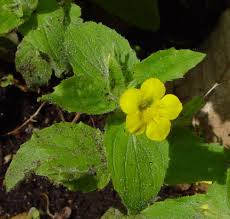 Image result for Mimulus