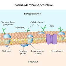 Plasma Membrane Molecular Structure Of Plasma Membrane Eps8 Ad Molecular Membrane Plasma Plasma Struc Plasma Membrane Cell Membrane Cell Biology