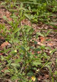 Image result for Sida alba