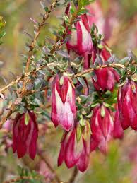 Image result for Barleria macrostegia