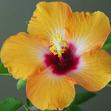 Image result for Hibiscus engleri