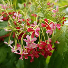 Image result for Combretum schumannii