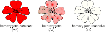 The important part is that the offspring with express each allele independently, such as having spots of one color, then spots of another color. Basic Principles Of Genetics Exceptions To Simple Inheritance