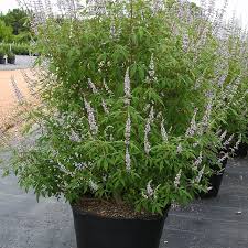 Image result for Vitex patula