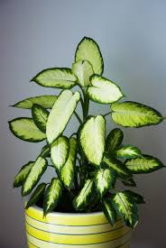 14 house and garden plants that are poisonous for kids. 15 Poisonous Plants And Flowers Toxic Plants That Could Kill You