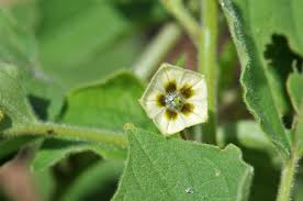Image result for Physalis pubescens