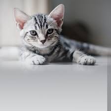 Die pfoten sind sehr klein, aber sie haben hübsch braun pfote beläge in schwarzem. Die Bengal Katze