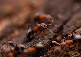 Maybe you would like to learn more about one of these? Ant Control Services By Expert Exterminators In Near Menifee Ca