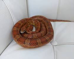 Image of Corn Snake