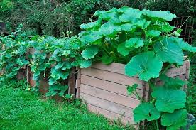 Sometimes the zucchini has a slight bitter taste and other times it doesn't. Why Zucchini Tastes Bitter The Reasons For The Appearance Of Zucchini Bitterness How To Remove Bitterness