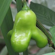 Image result for Capsicum baccatum