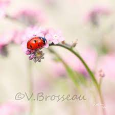 Check spelling or type a new query. Cartes Postales Porte Bonheur Fleur Muguet Coccinelle Douceur Zen Boutique Couleurs Nature Deco