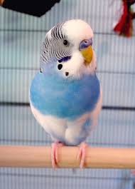 Alfie 2015 Alfie Went From Skinny Abandoned Pet To This With The Love And Care He Found In His New Home At Coo Pet Birds Cute Baby Animals Cute Little Animals
