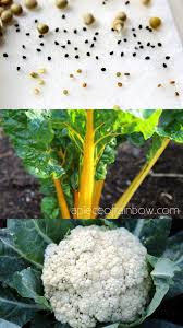 For the new gardener, if you're starting with seeds, there are a lot of challenges, and there is a lot to learn, says kyle hagerty of urban. Germinate Seeds 3x Faster What Not To Do A Piece Of Rainbow