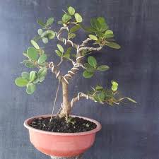 Jual Bonsai Beringin Dolar Ori Di Lapak Suryarossie Bukalapak