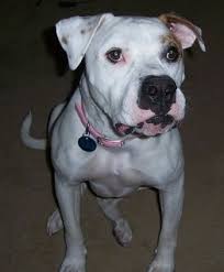 Grey is $3500 normal colors are $2500. American Bulldog Dog Breed Pictures 2