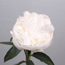 Discover the world's highest quality peonies. Peony Madame Claude Tain 50cm Wholesale Dutch Flowers Florist Supplies Uk