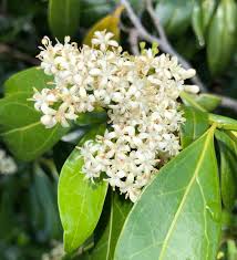 Image result for Psydrax