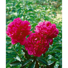 In gärten werden vor allem verschiedene hybridarten und sorten verwendet. Paeonia Lactiflora Kansas Pflanzen Fur Dich De 8 00