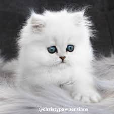 What is the typical personality of persian cats? Chinchilla Cat Persian Kittens For Sale Christypaw Persians