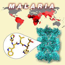 Malaria definition malaria is a serious infectious disease spread by certain mosquitoes. Structural Insight Offers Potential For New Anti Malarial Treatment Mrc Laboratory Of Molecular Biology