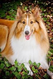 An Animal S Eyes Have The Power To Speak A Great Language Martin Buber Collie Dog Dog Breeds Animals Beautiful