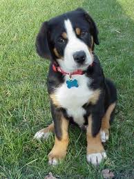 What is a swiss mountain dog? Pin By Cindy Eilerman On My Dogs Greater Swiss Mountain Dog Swiss Mountain Dogs Swiss Mountain Dog Puppy