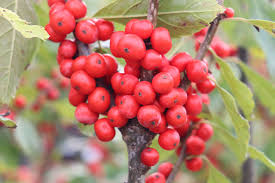 Image result for Xyris natalensis