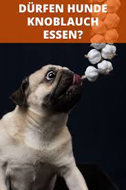 Durfen Hunde Knoblauch Essen Dogco De Hunde Giftig Fur Hunde Zecken Hund