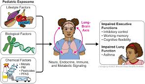 Exploring the link between the pediatric exposome, respiratory health, and  executive function in children: a narrative review - Frontiers