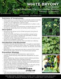 Image result for Loxodera bovonei