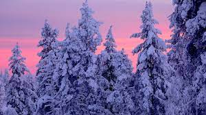 Backgrounds digitalpainting forest practice snow zeragii. Pink Sunset Over Snowy Winter Forest Hd Wallpaper Hintergrund 1920x1080