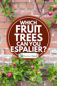 It is a hobby that you can really get stuck into. Which Fruit Trees Can You Espalier Garden Tabs