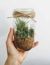 However, you can replicate this project in just about any other kind of open glass vessel. How To Make An Air Plant Terrarium Cultured Guru