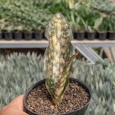Image result for Sansevieria kirkii