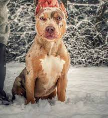 gorgeous blue merle pitbull with orange tan tri markings american pitbull terrier pitbull terrier pitbull dog