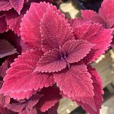 Image result for Coleus hereroensis