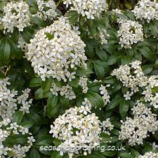 Check spelling or type a new query. Growing Choisya Shrubs For Uk Gardens