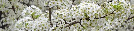 During spring the shrub displays small pink and white flowers. Http Www Trees Sc Gov Pubs Invasivespecies Pdf