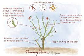 How To Prune Roses Pruning Roses Hybrid Tea Roses Care Hybrid Tea Roses