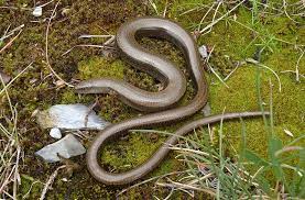 Xavier blindschleiche is on facebook. Die Blindschleiche Anguis Fragilis Waldwissen Net